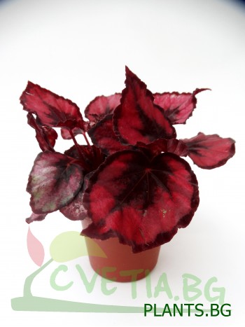 Бегония  (Begonia Rex) PR1226